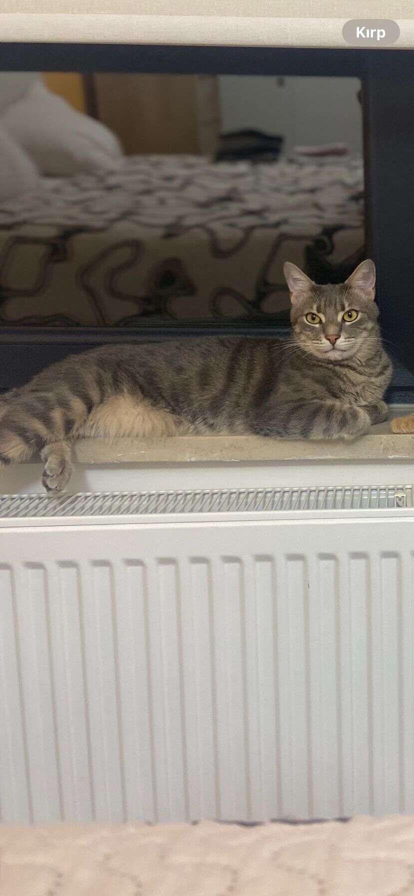 Menteşe’de Kayıp Kedi İçin 20 Bin TL Ödül Verilecek 2